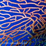 Seafan